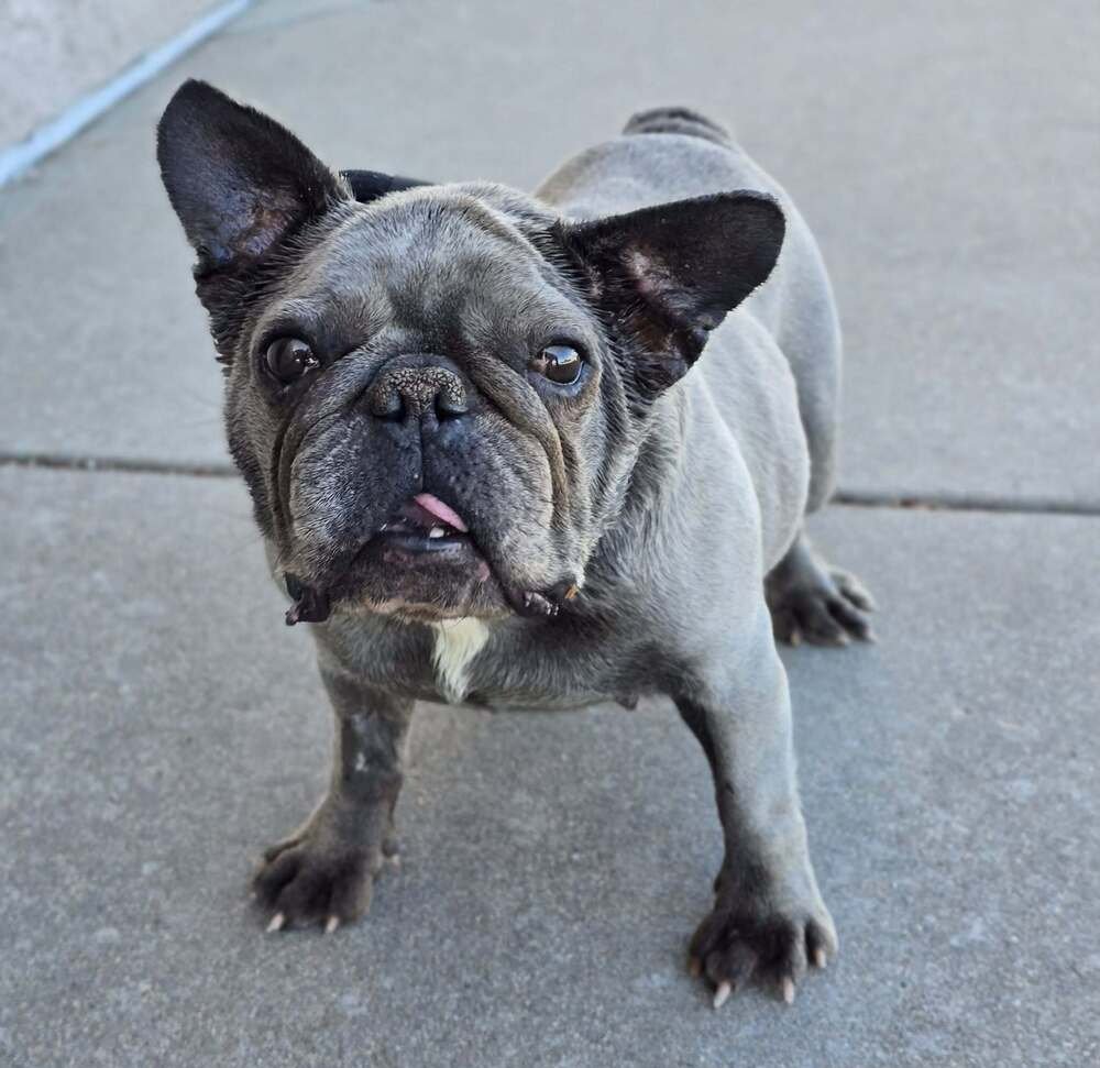 GERTRUDE - French Bulldog available for adoption