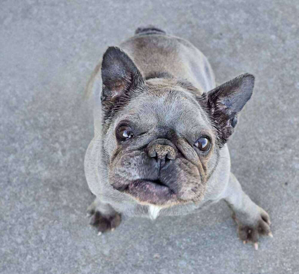 GERTRUDE - French Bulldog available for adoption