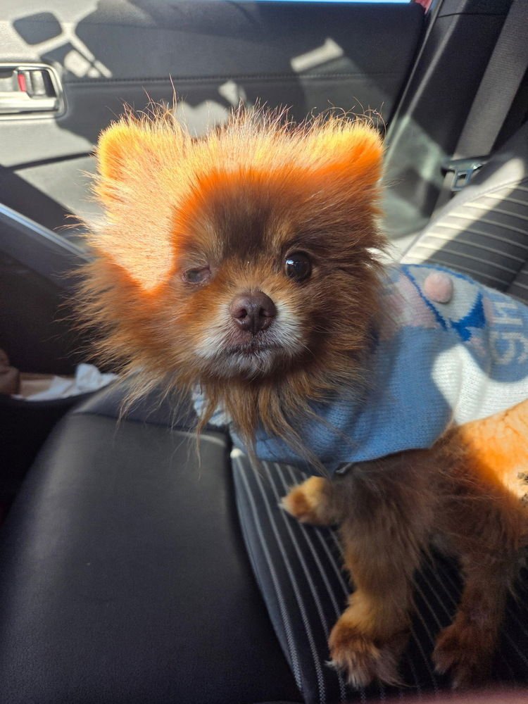 FRANKY - Pomeranian available for adoption