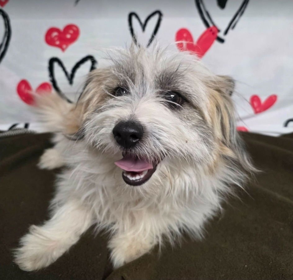 JEFRI - Maltese available for adoption