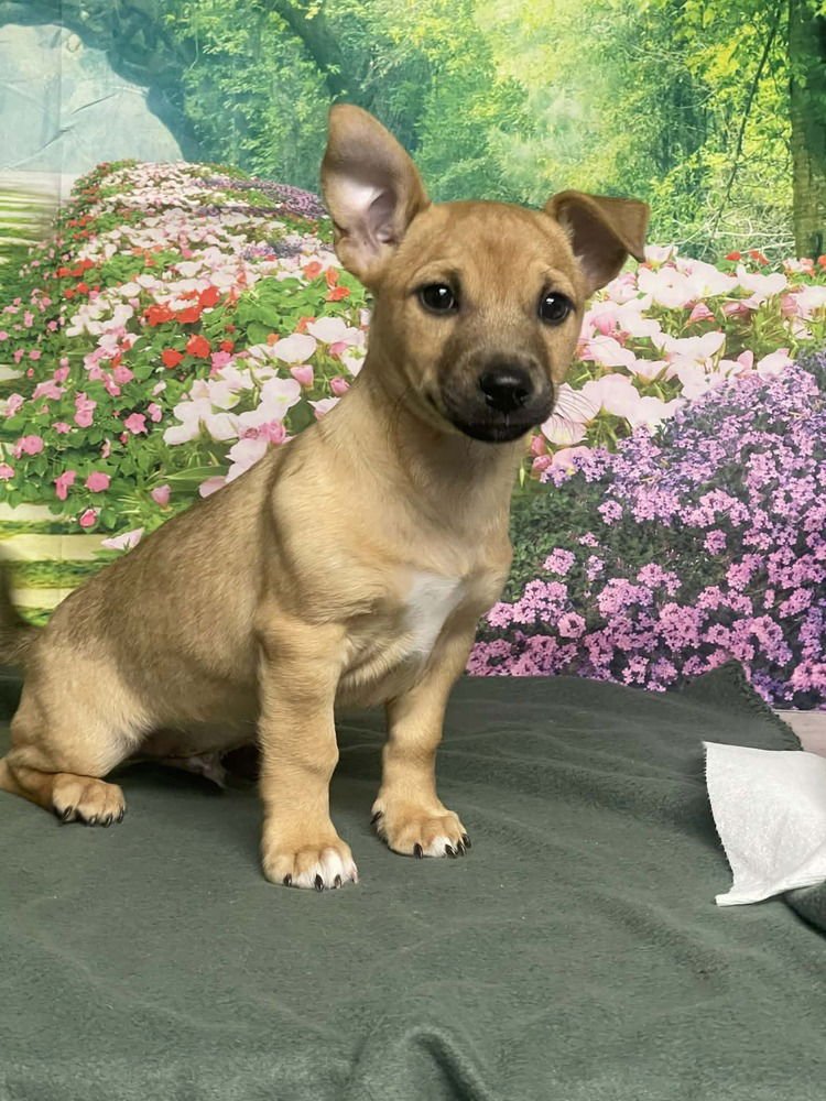 ART - Labrador Retriever / Corgi available for adoption