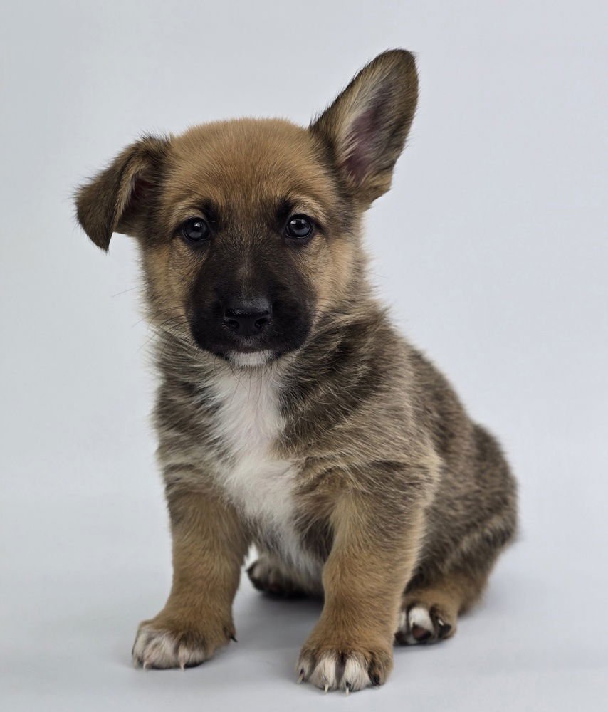BUTTERSCOTCH - Corgi / German Shepherd Dog available for adoption