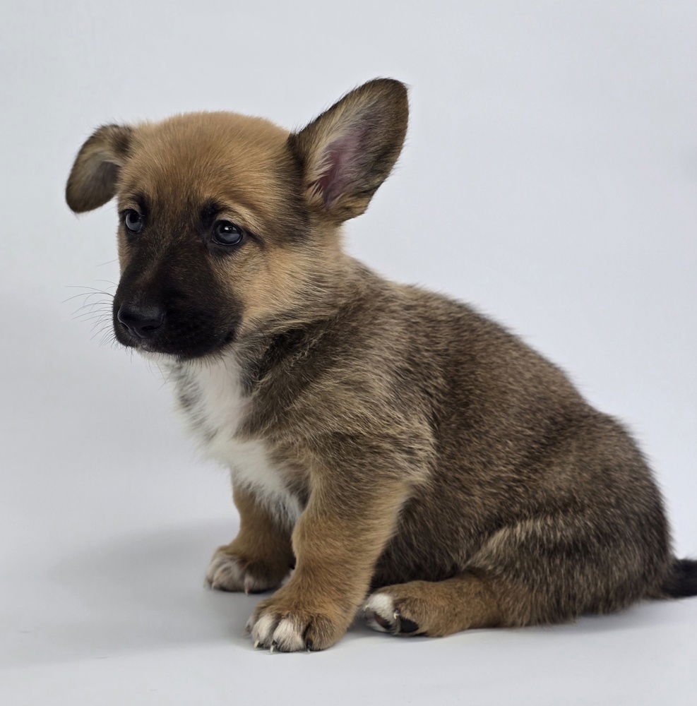 BUTTERSCOTCH - Corgi / German Shepherd Dog available for adoption