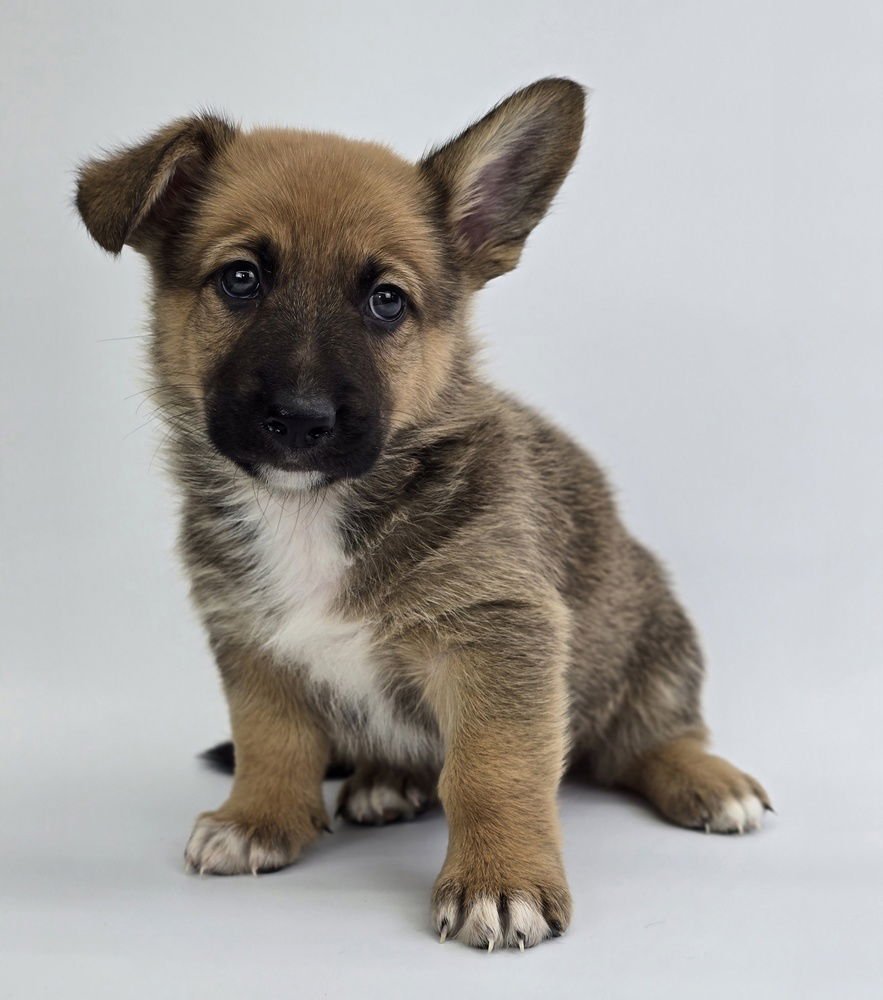 Butterscotch - Photo 3