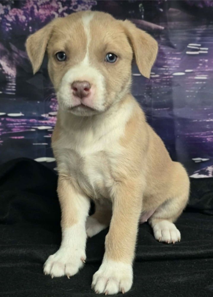 BEIGNET - Pit Bull Terrier available for adoption