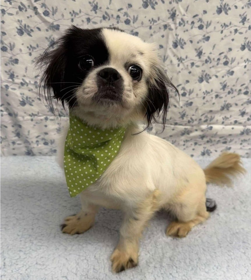 DOPPER - Japanese Chin available for adoption