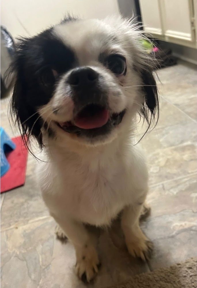 DOPPER - Japanese Chin available for adoption