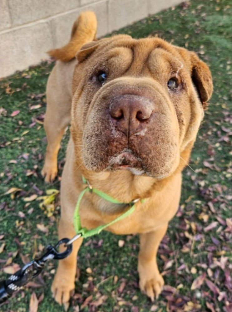 TWISTA - Shar Pei available for adoption