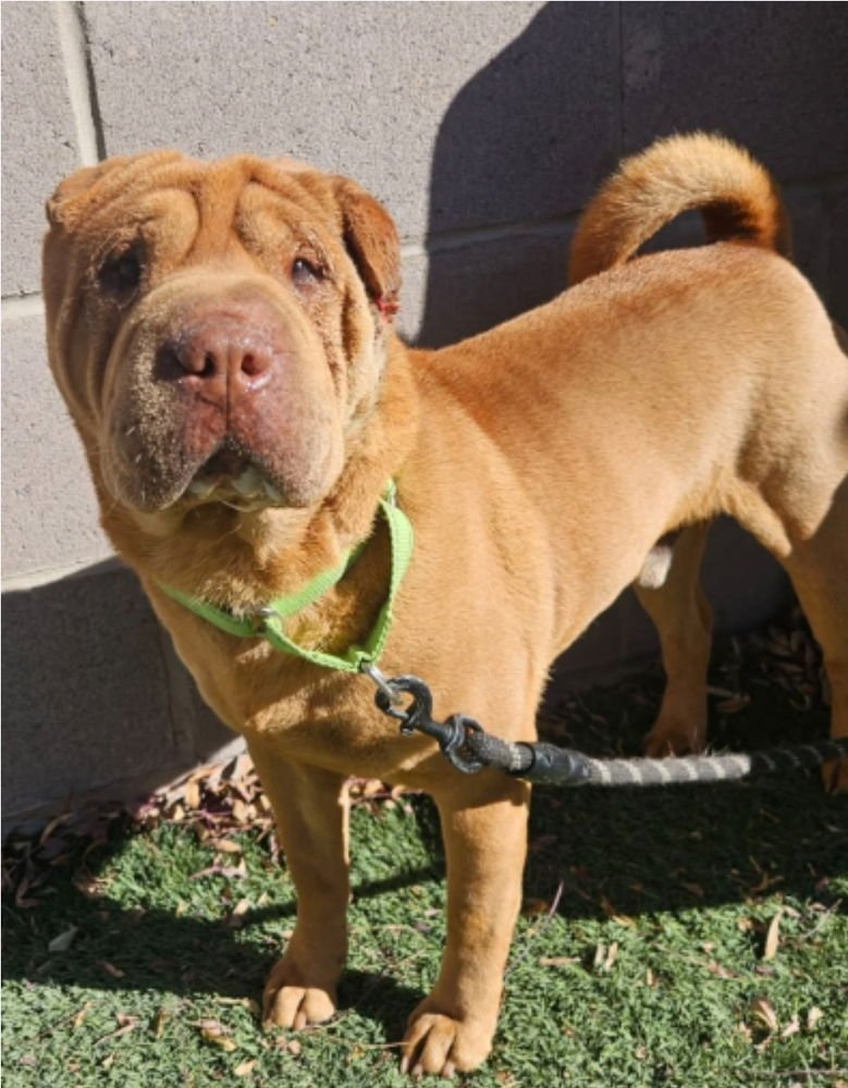 TWISTA - Shar Pei available for adoption