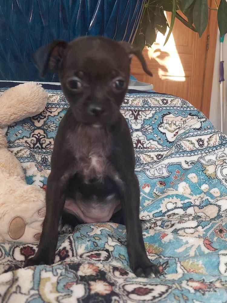 BUGS BUNNY - Chihuahua available for adoption