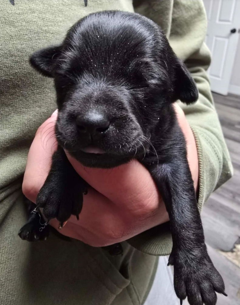 BUGS BUNNY - Chihuahua available for adoption