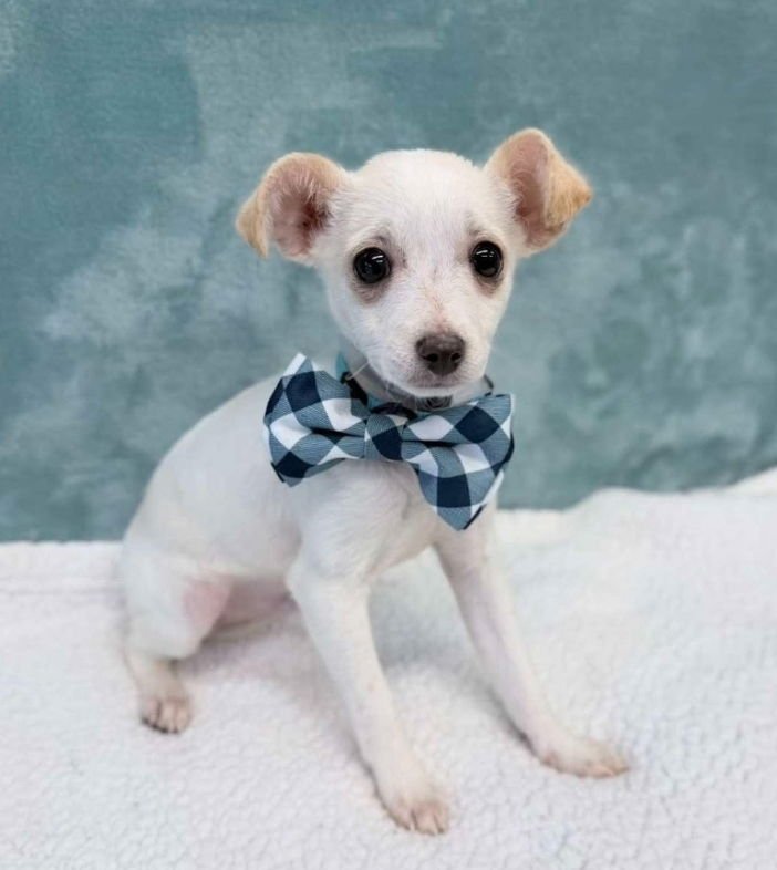 SPROUT - Chihuahua available for adoption