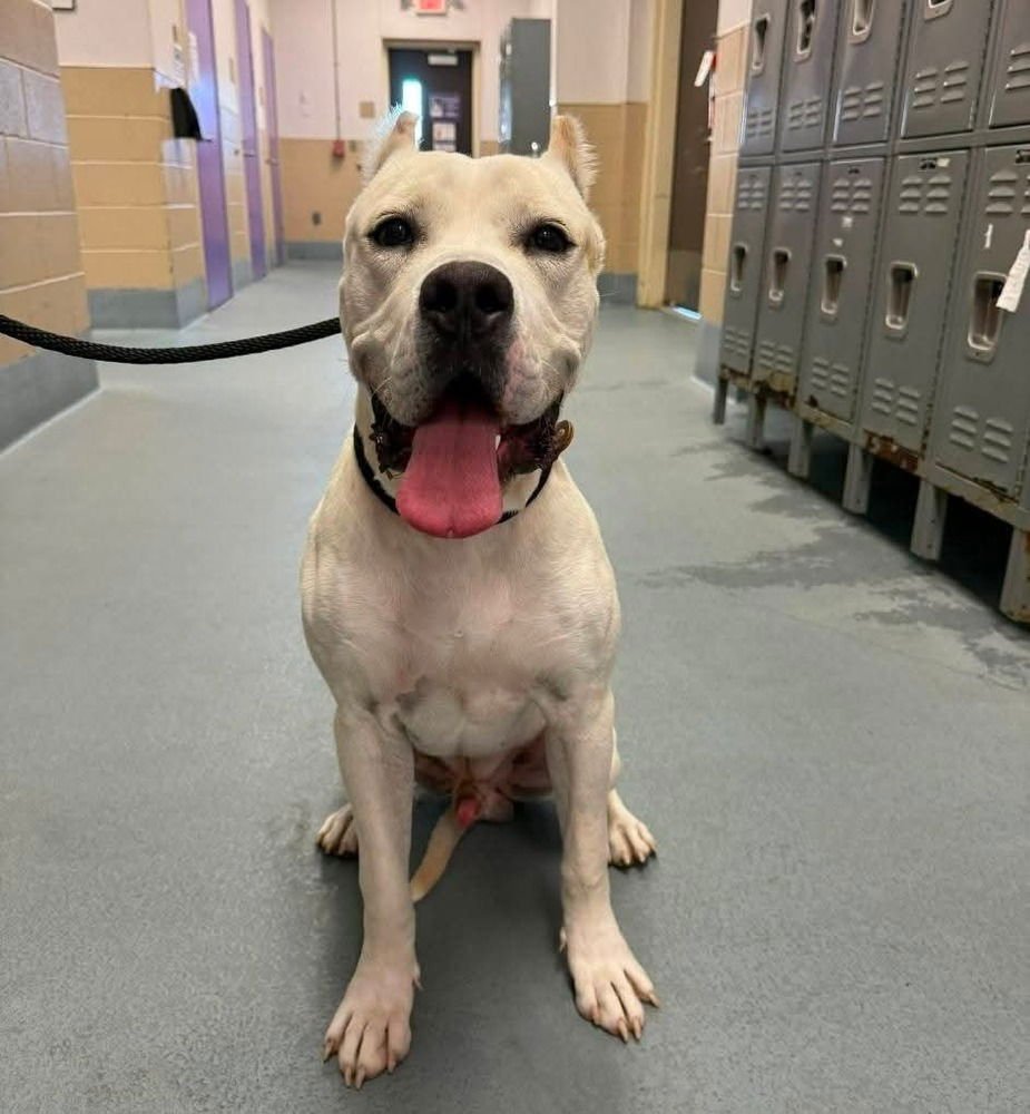 QUILL - Dogo Argentino available for adoption