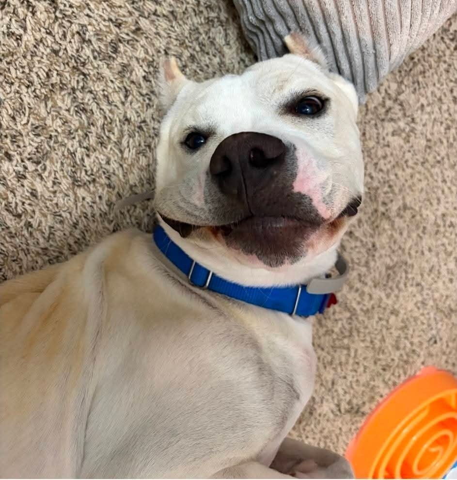 QUILL - Dogo Argentino available for adoption