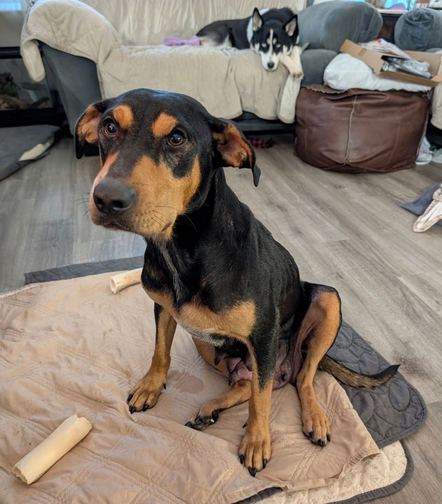 LADY HW+ - Rottweiler / Doberman Pinscher available for adoption