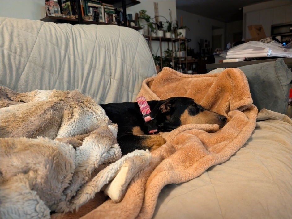 LADY HW+ - Rottweiler / Doberman Pinscher available for adoption