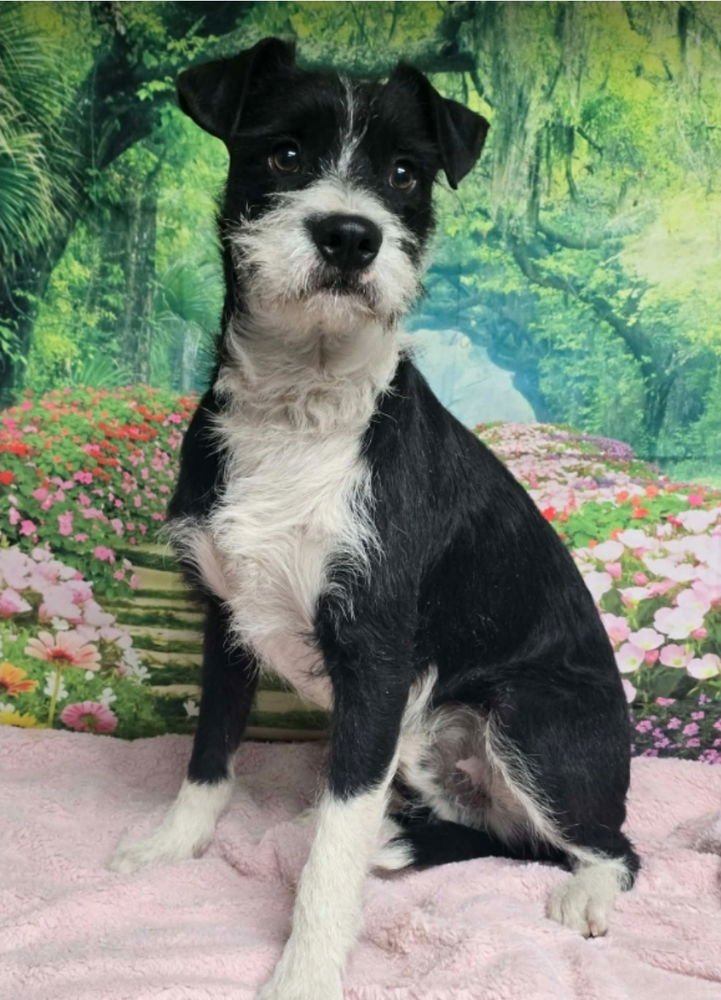 SCRUFFEL - Irish Terrier available for adoption