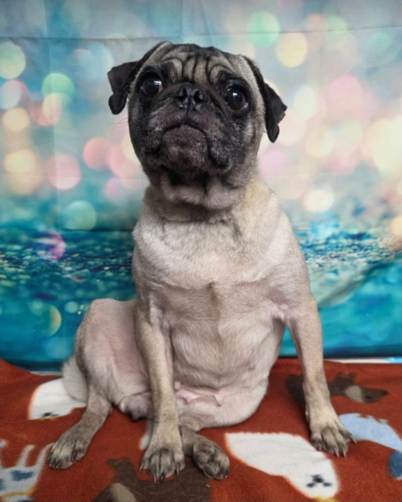PUGTUNIA - Pug available for adoption