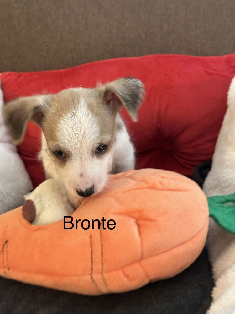 BRONTE - Chihuahua available for adoption