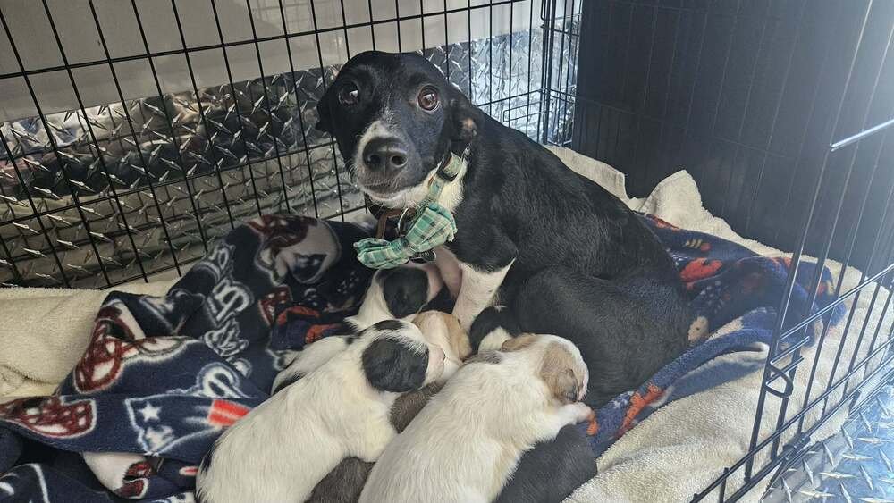 BRONTE - Chihuahua available for adoption