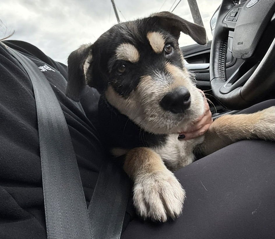 BERNARD - Labrador Retriever / Airedale Terrier available for adoption