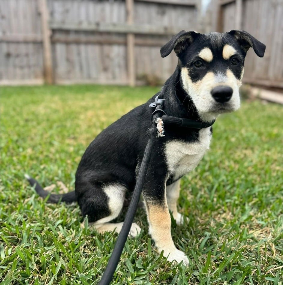BERNARD - Labrador Retriever / Airedale Terrier available for adoption