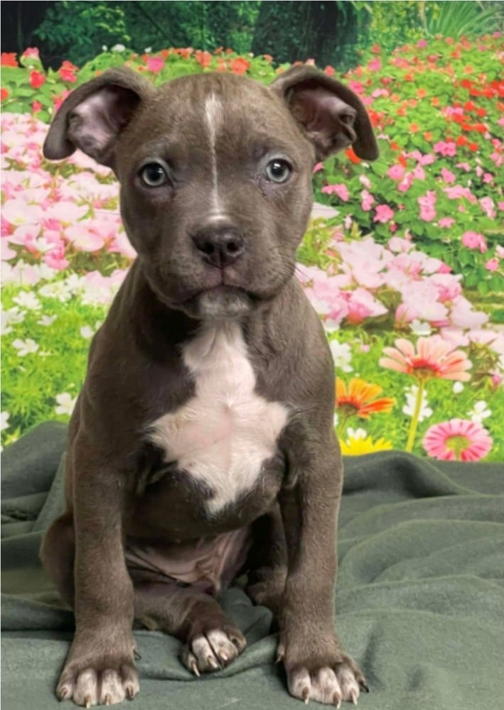 PEARL - American Staffordshire Terrier available for adoption