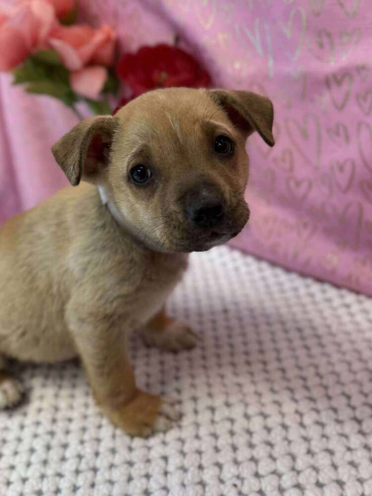 ADRIAN - American Staffordshire Terrier / Labrador Retriever available for adoption
