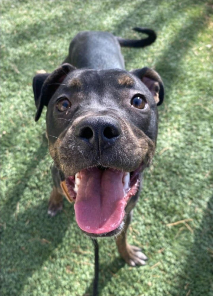 NALA - Pit Bull Terrier available for adoption