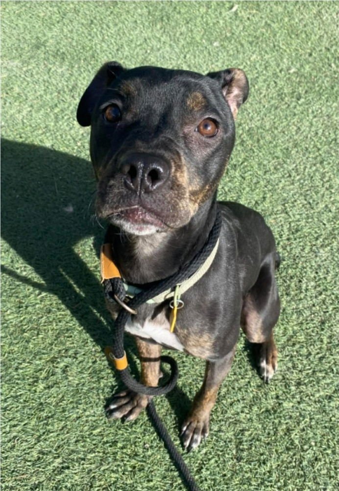 NALA - Pit Bull Terrier available for adoption