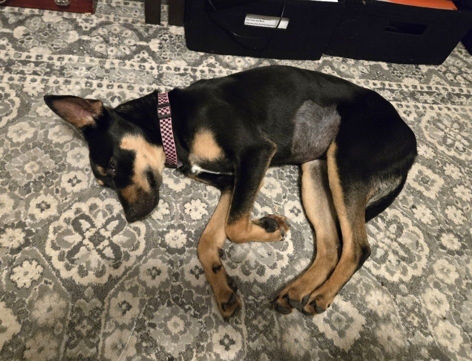 KESHA - Australian Kelpie available for adoption