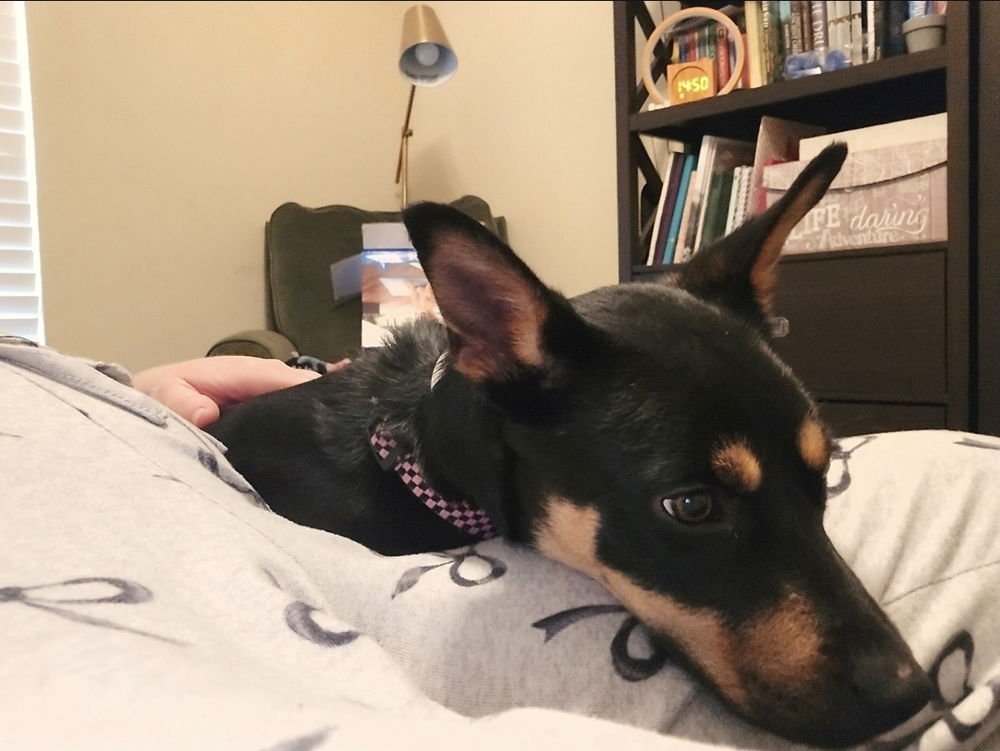 KESHA - Australian Kelpie available for adoption