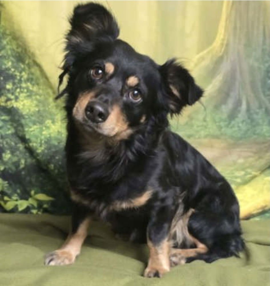 SCRUFFY MCFLY - Chihuahua available for adoption