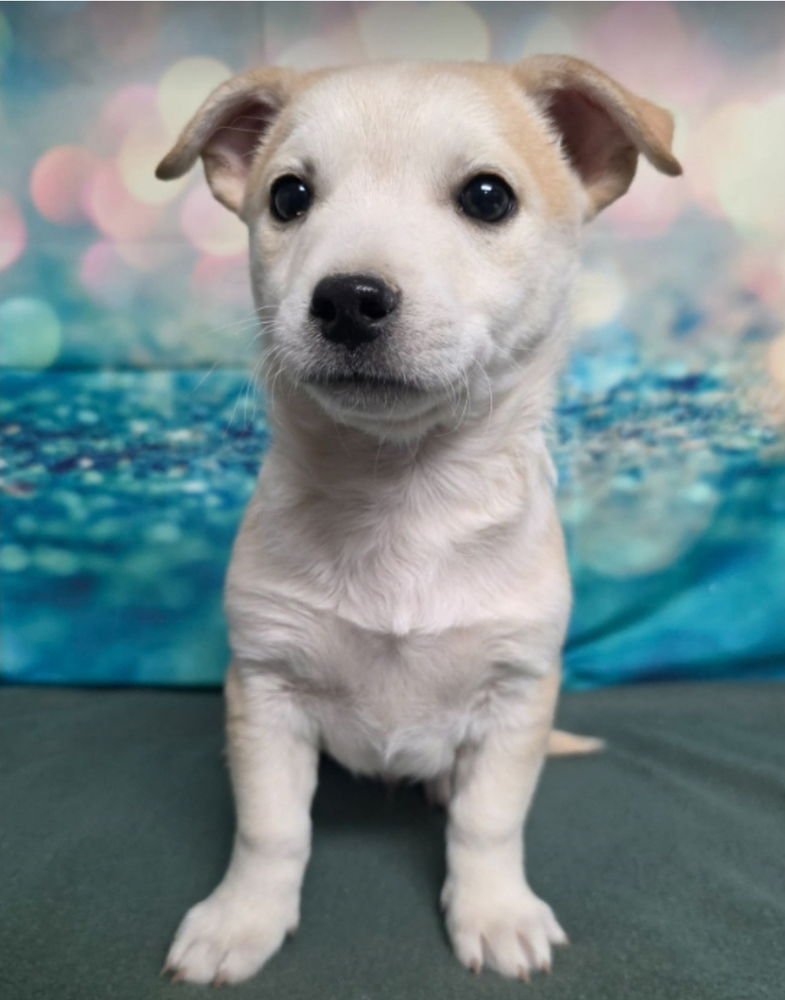 ABE - Labrador Retriever / Corgi available for adoption