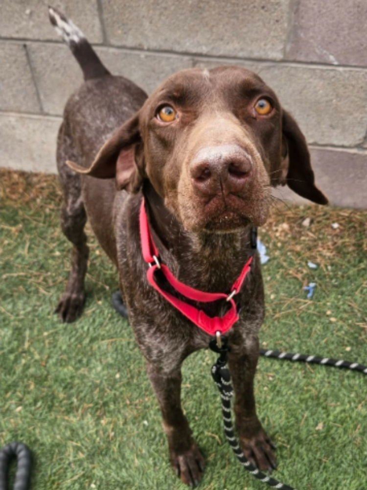 HADES - German Shorthaired Pointer available for adoption