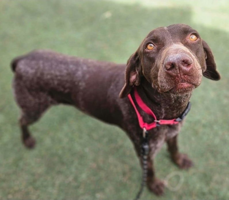 HADES - German Shorthaired Pointer available for adoption
