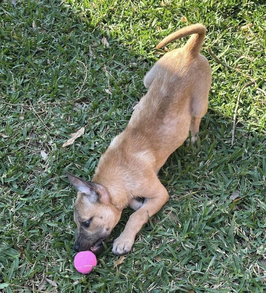 ADELA - German Shepherd Dog available for adoption