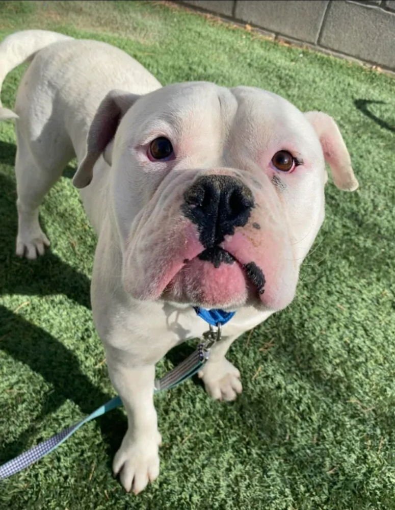 DANDELION AKA BRODI - American Bulldog available for adoption