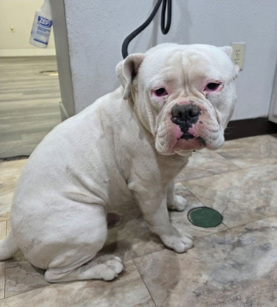 DANDELION AKA BRODI - American Bulldog available for adoption