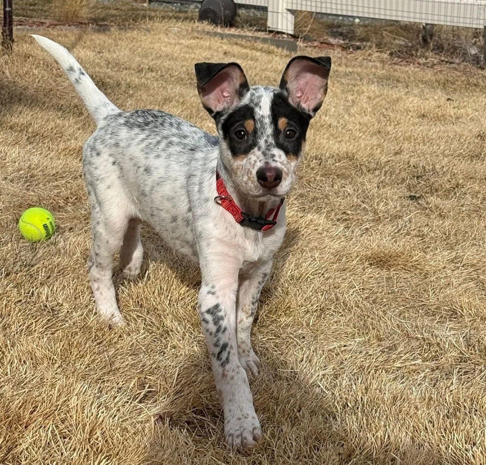 BOSTON - Australian Cattle Dog/Blue Heeler available for adoption