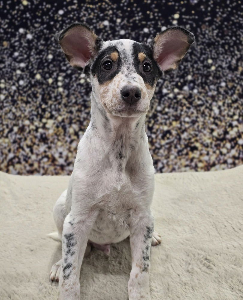 BOSTON - Australian Cattle Dog/Blue Heeler available for adoption