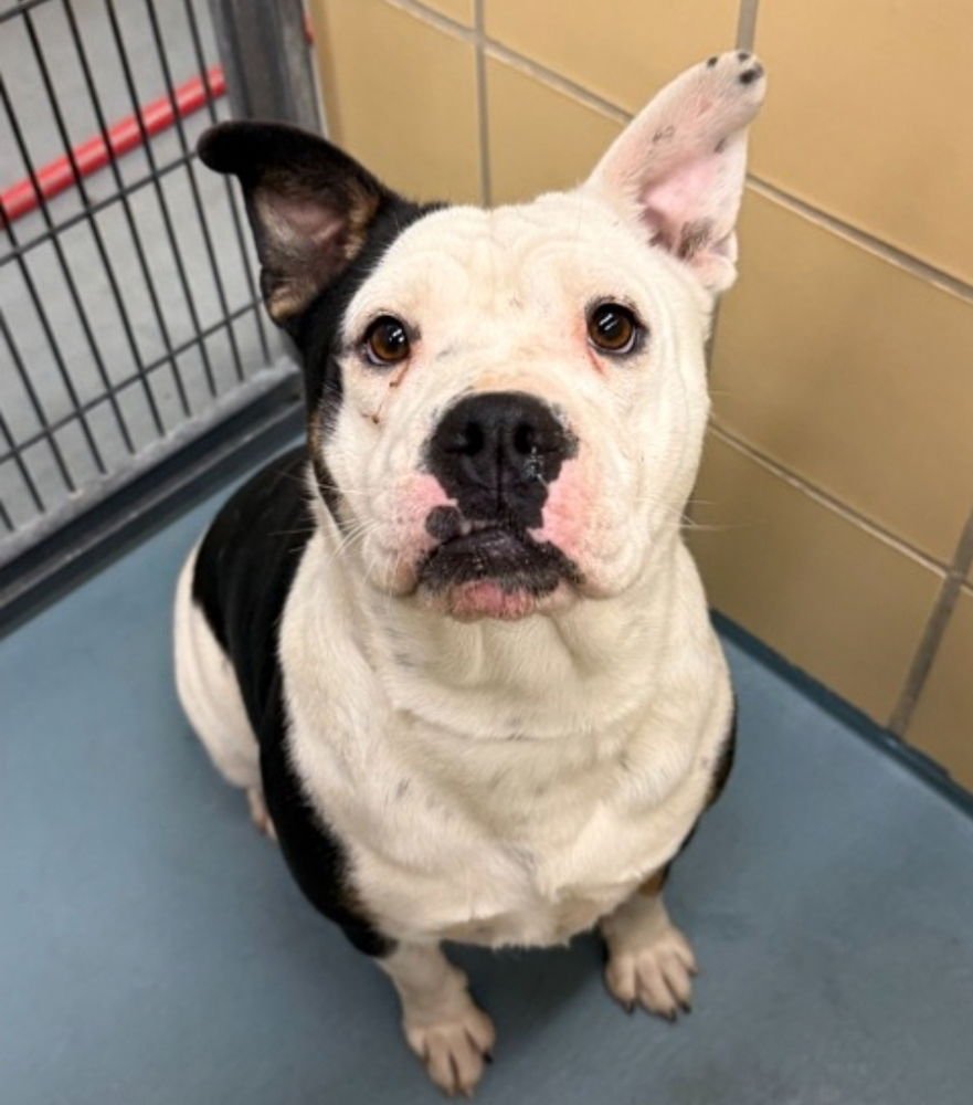 CRUELLA - American Bulldog available for adoption