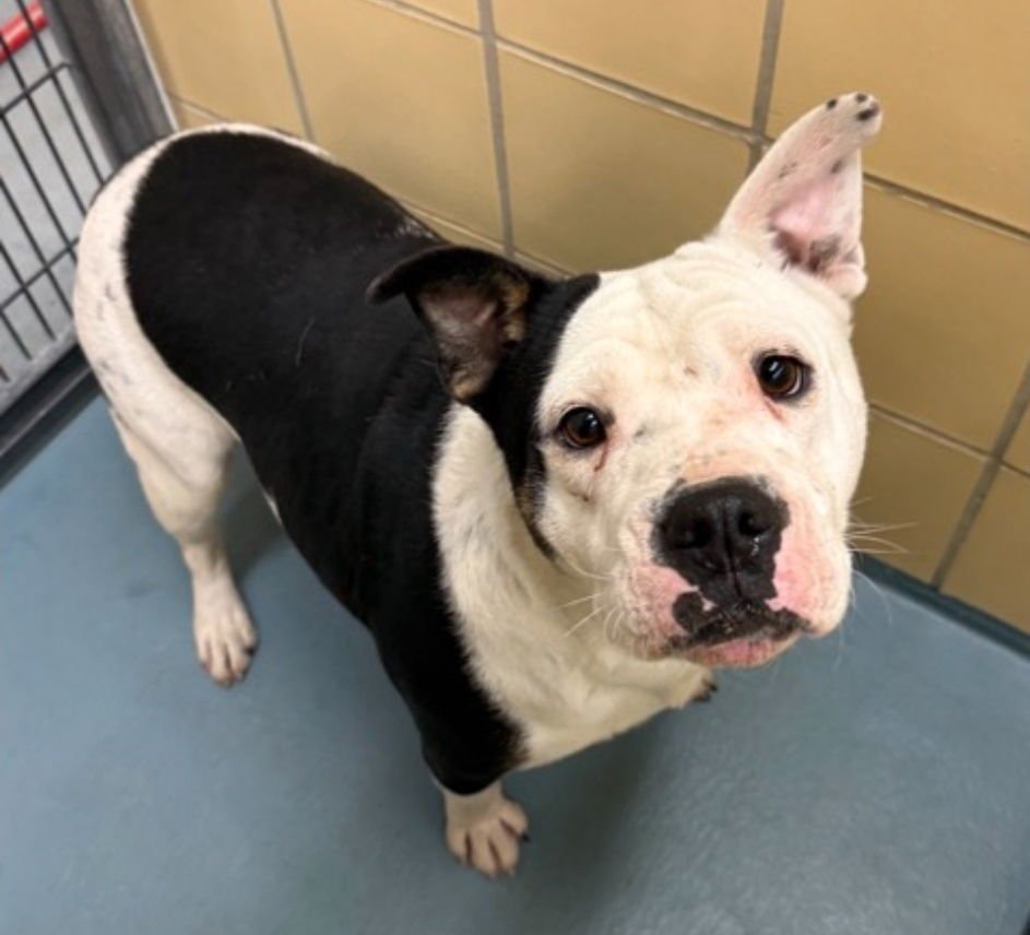 CRUELLA - American Bulldog available for adoption