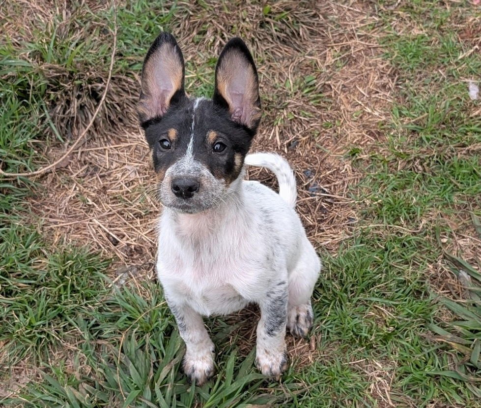 CHARLESTON - Australian Cattle Dog/Blue Heeler available for adoption