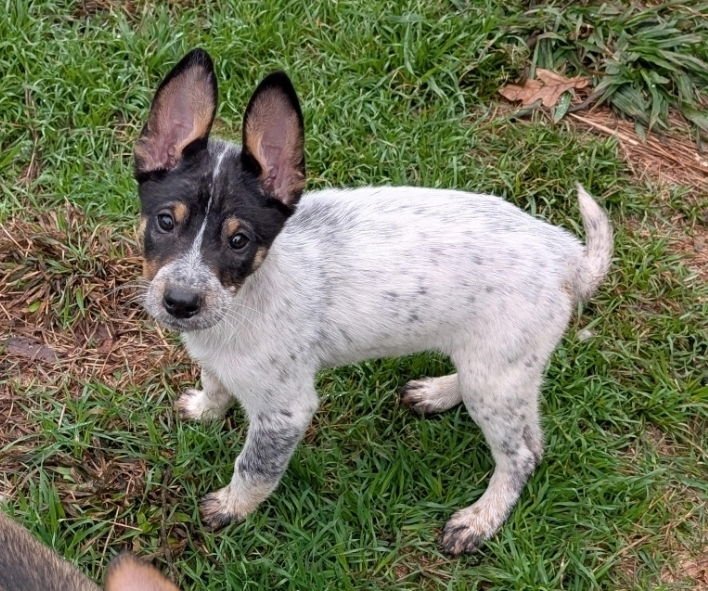 CHARLESTON - Australian Cattle Dog/Blue Heeler available for adoption