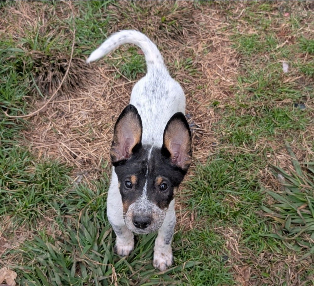 Charleston - Photo 3