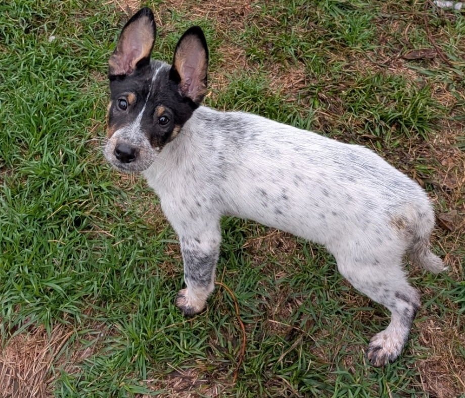 Charleston - Photo 4