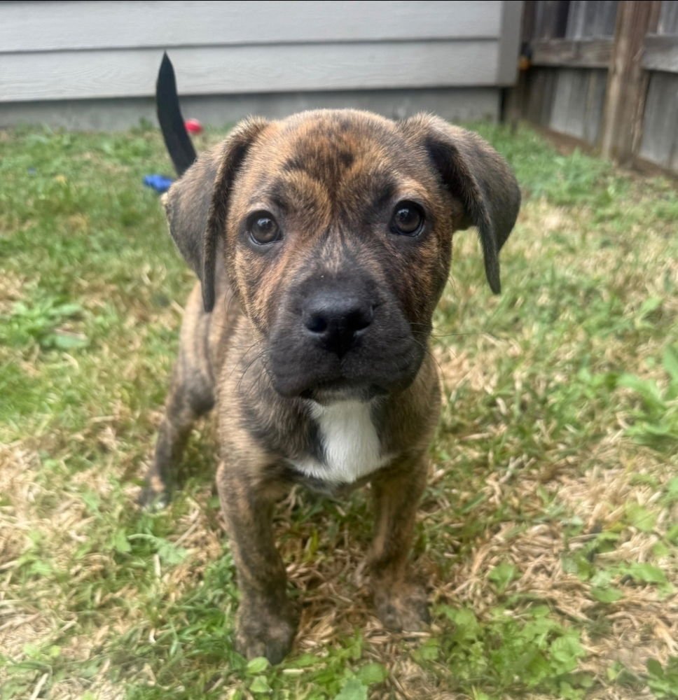 TIGGER - American Staffordshire Terrier / Labrador Retriever available for adoption