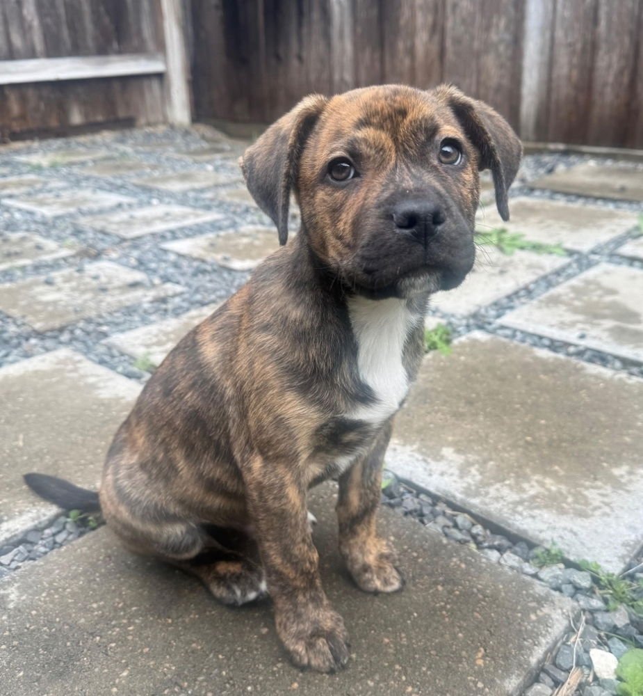 TIGGER - American Staffordshire Terrier / Labrador Retriever available for adoption