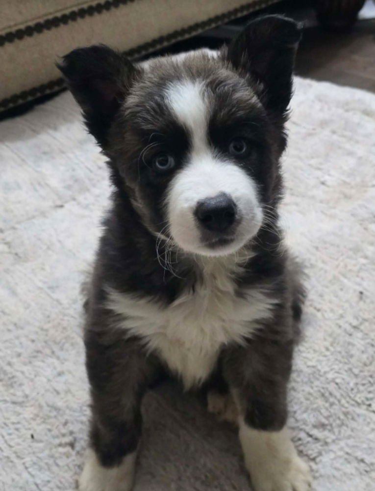 LARCENY - Australian Shepherd / Husky available for adoption